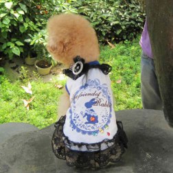 Poodle Sexy Lace Dress