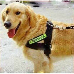 Nylon Police Style Dog Harness