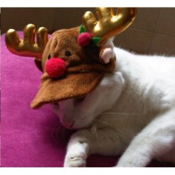 Christmas Deer Style Cap