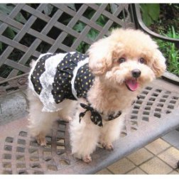 Polka Dot and Lace Dog Dress