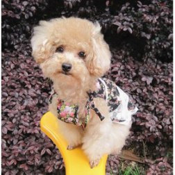 Beautiful Digital Print Lace Dress