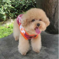 Young Smile Face Pattern Dog Shirt