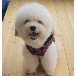 Smooth Surface Panda Pattern Print Hoodie Coat