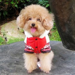 Paul Frank  Winter Coat With Monkey Pattern Print