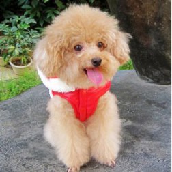 Winter M+ Style Pet Hoodie Coat