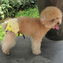 Paw Pattern Print of Physiological Pants