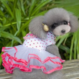 Polka Dot Print Strawberry Dress