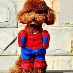 Spiderman Costume