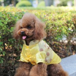 Classical Chinese Tang Suit