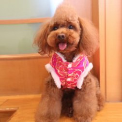 Luxury Peony Pattern Chinese Tang Suit