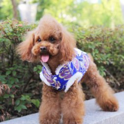 Luxury Blue Peony Pattern Chinese Tang Suit