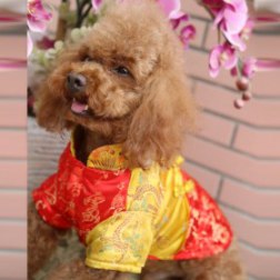 Dragon Print Chinese Tang Suit