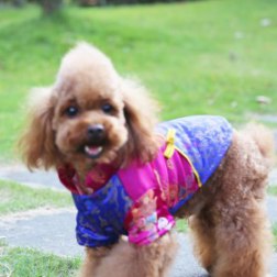 Dragon Print Chinese Tang Suit