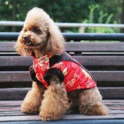 Winter Floral Print Chinese Tang Suit