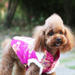 Floral Print Chinese Tang Suit