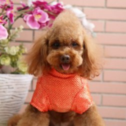 Classical Chinese Tang Suit