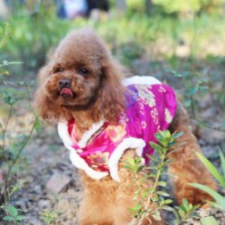 Elegant Floral Embroidered Chinese Tang Suit